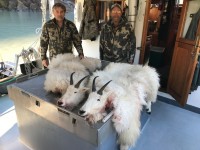 Mountain Goat - Mountain Goat 2016 - 2